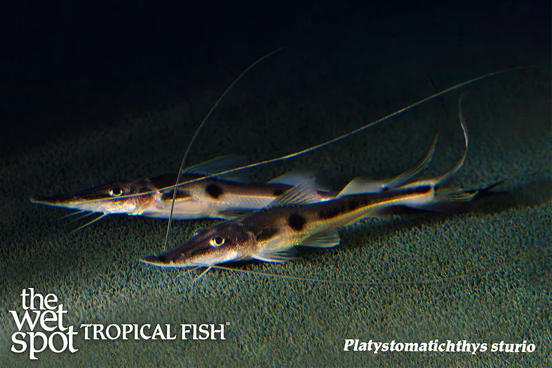 Zorro Catfish (Platystomatichthys sturio)